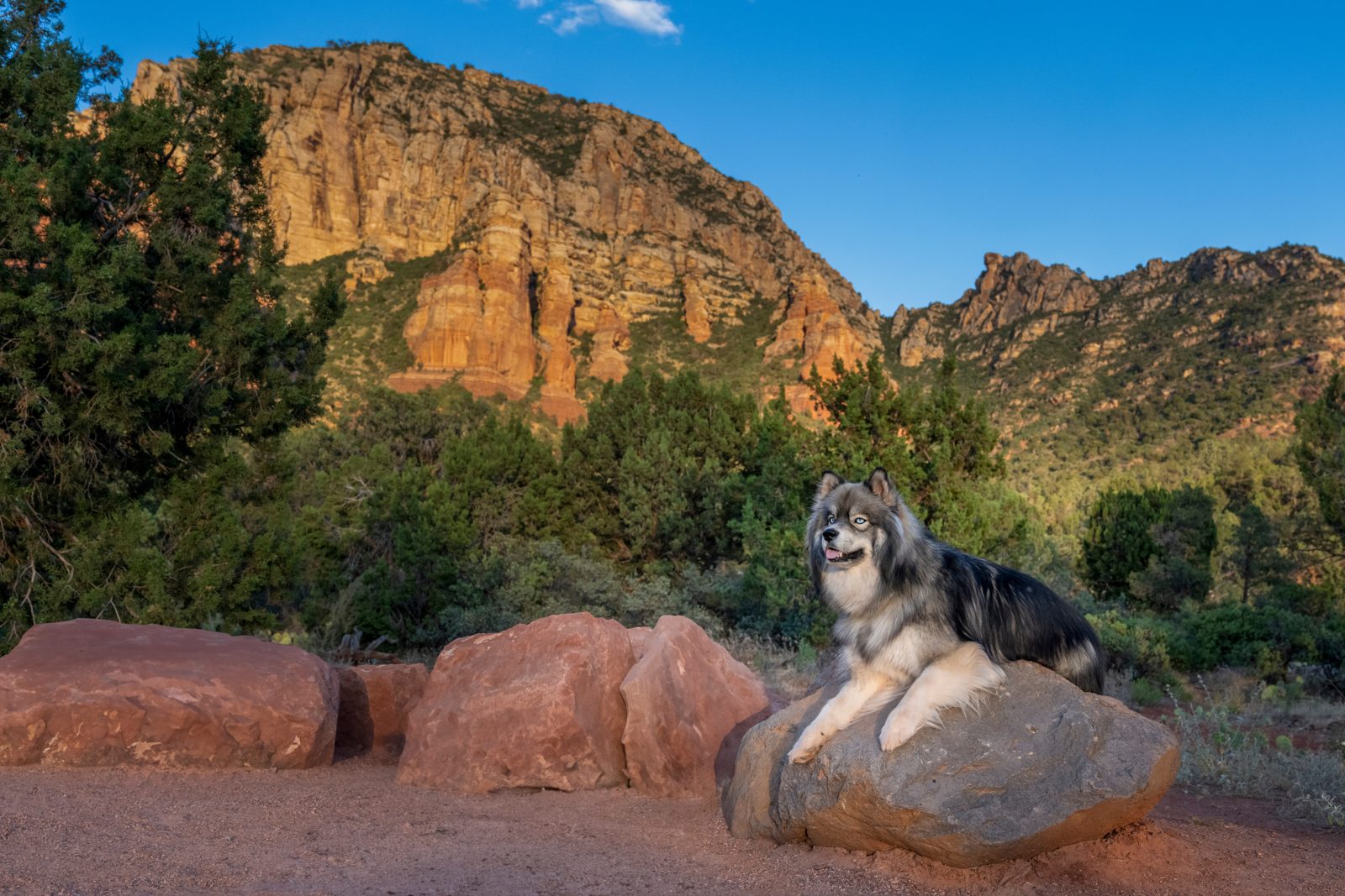 Husky resting on a sandstone boulder in front of Sedona's red rocks